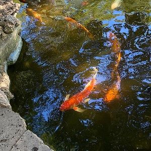 Meet your Posher, Jeniah